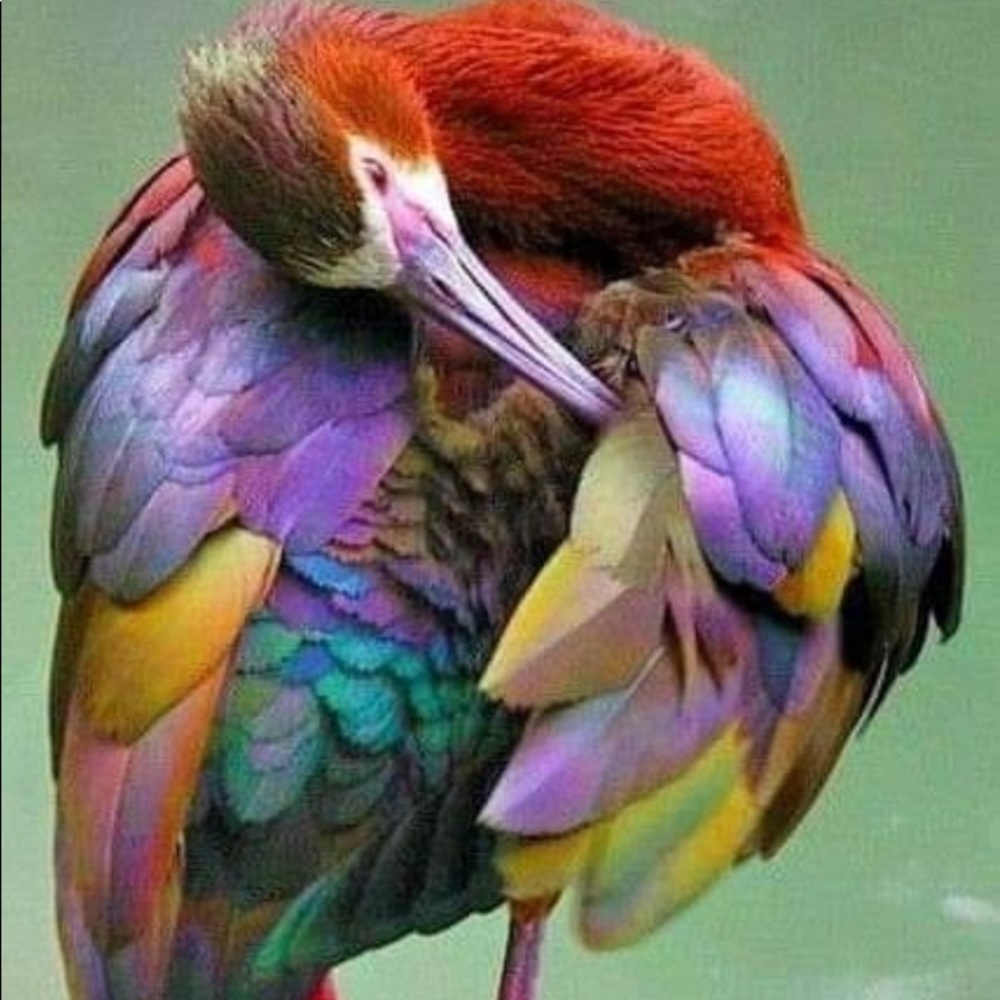 Meet your Posher, Huma